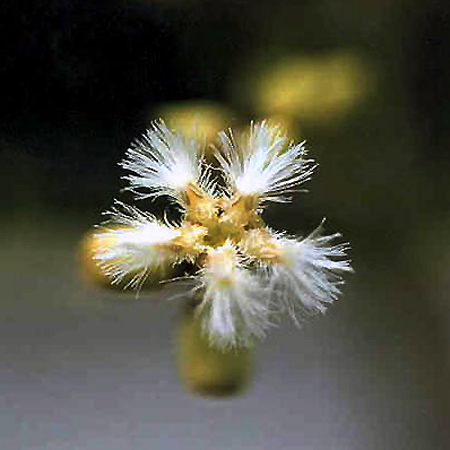 อ้ายบ่าวพรุ Stemonurus secundiflorus Blume<br/>ICACINACEAE